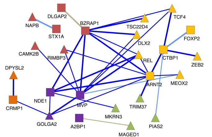 un esempio della "rete" tra le proteine studiata